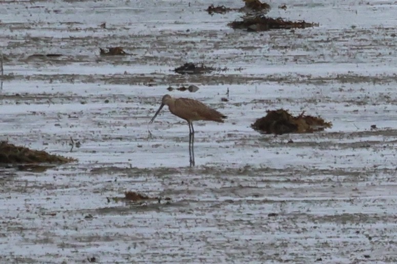 Marbled Godwit - Edward Flanders