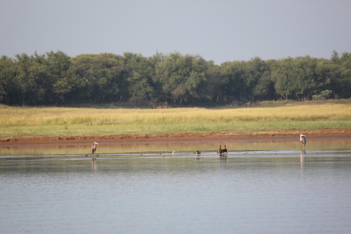 Goliath Heron - ML608303148