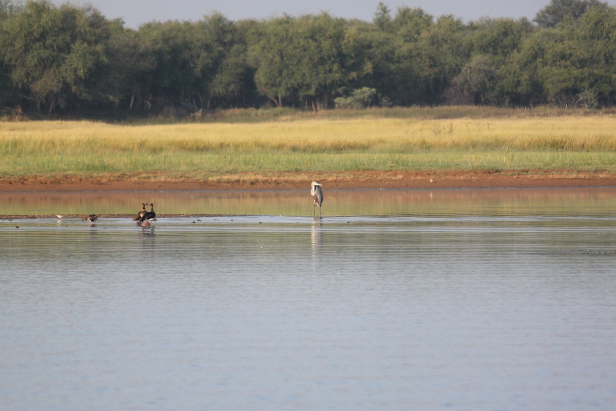 Goliath Heron - ML608303149