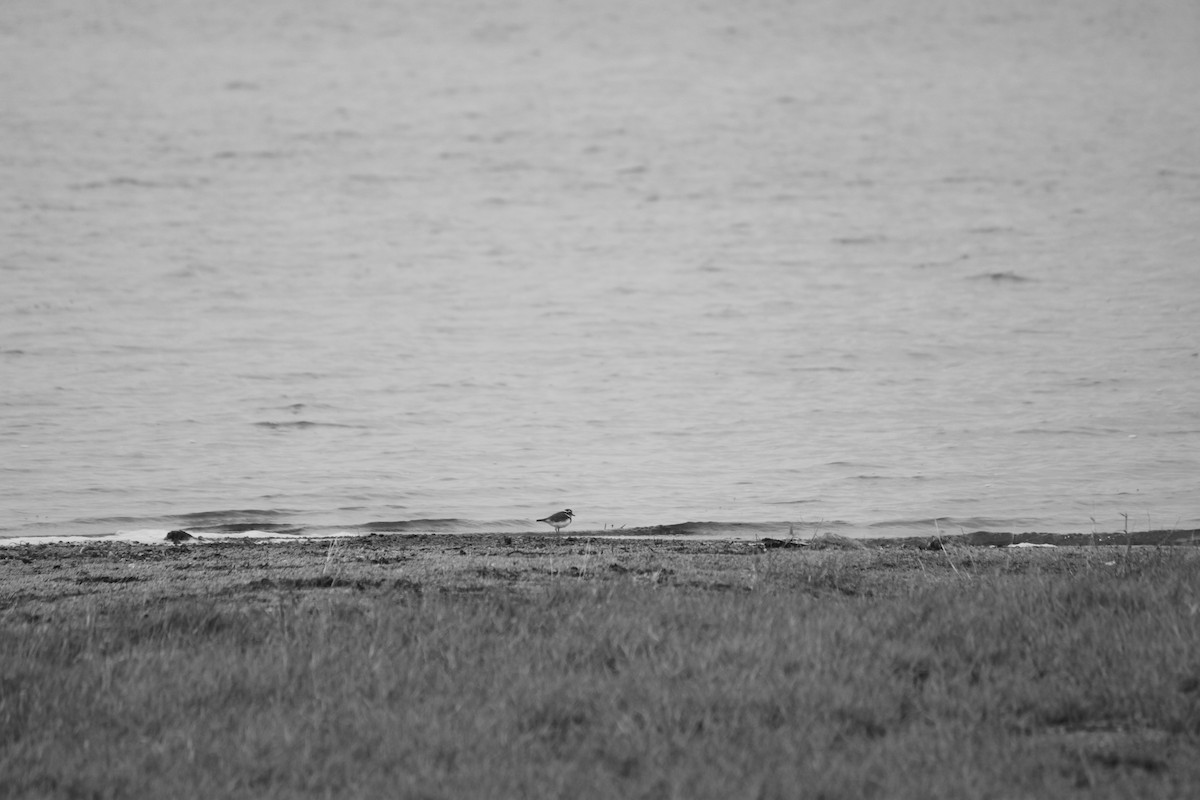 Three-banded Plover - ML608303258
