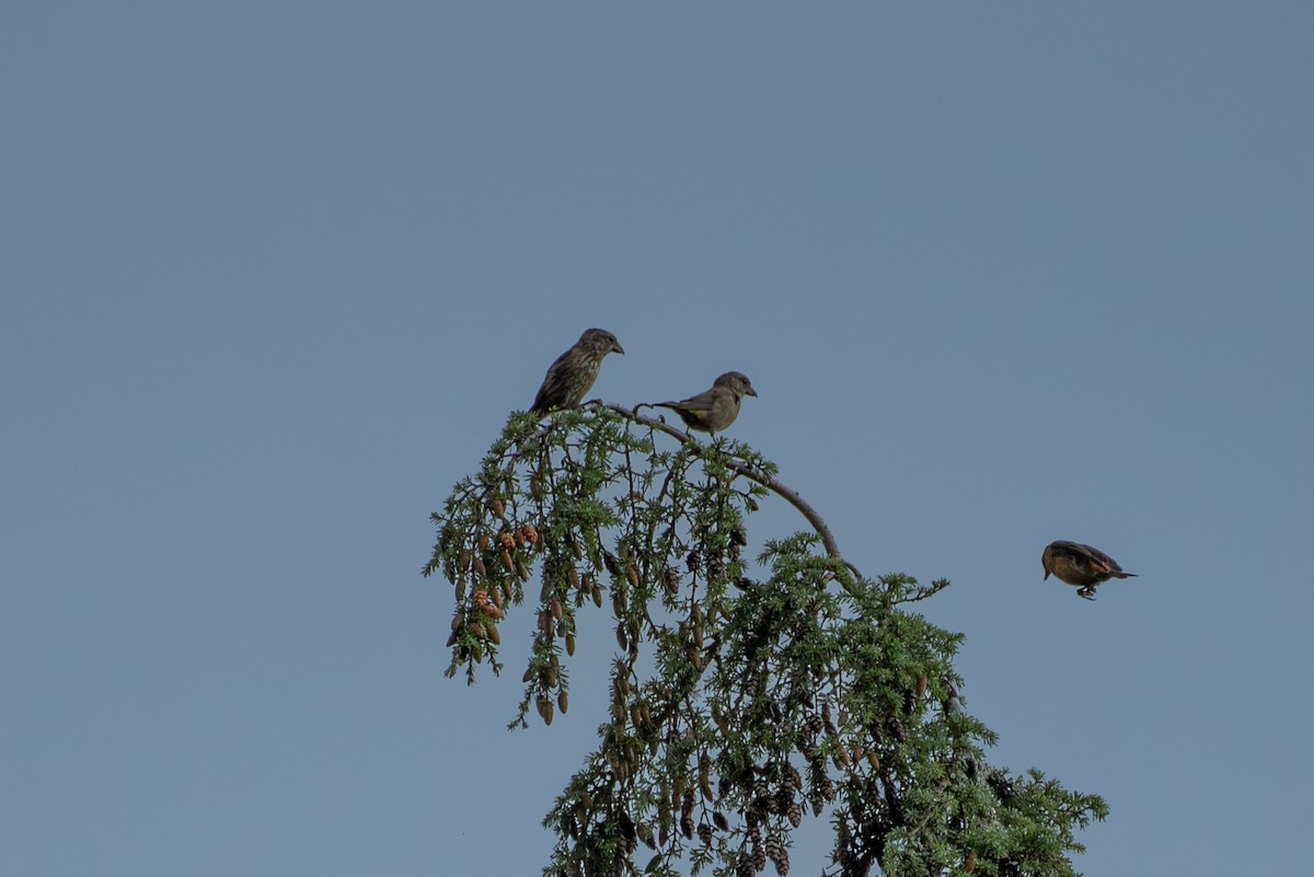 Red Crossbill - ML608303410