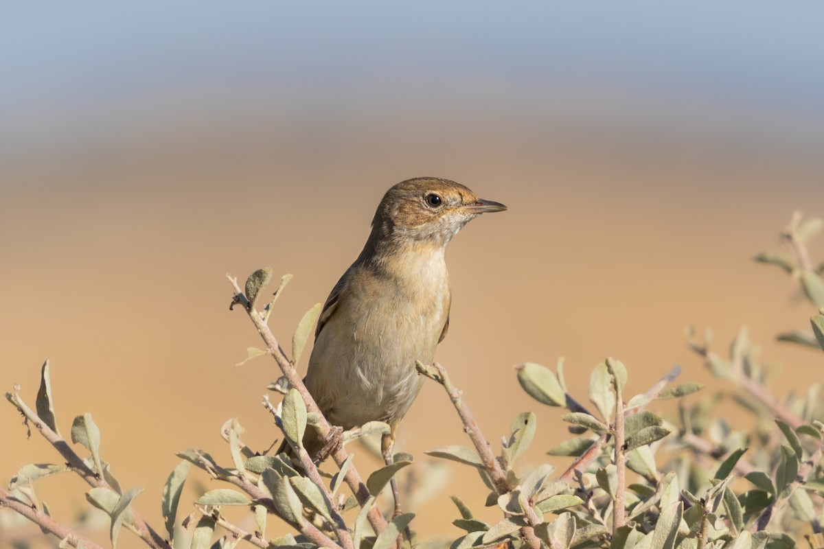 סבכי קוצים - ML608303436