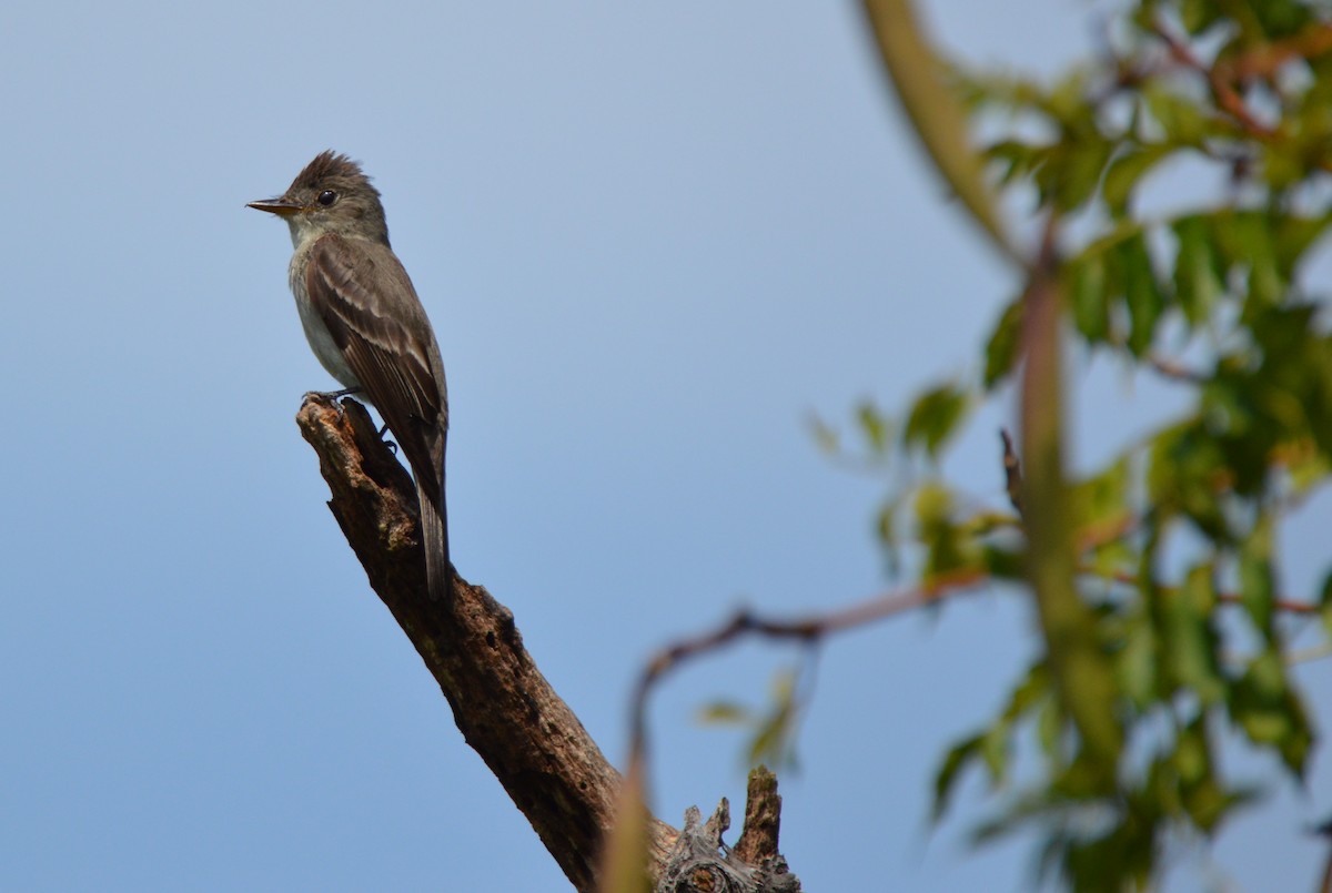 Eastern Wood-Pewee - ML608303518