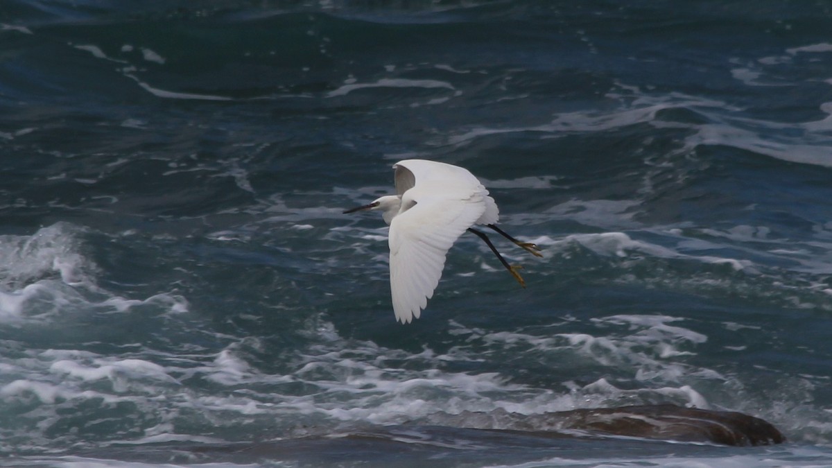 小白鷺 - ML608303637