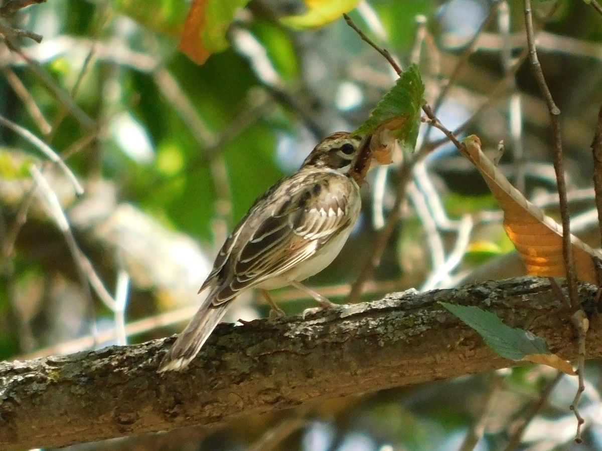 Lark Sparrow - ML608303706