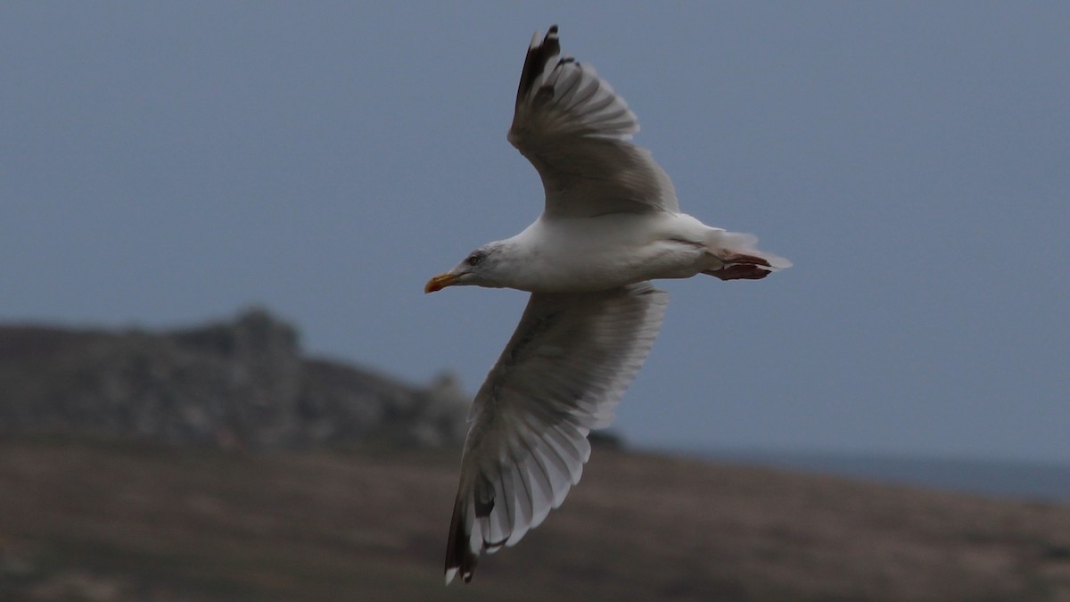 European Herring Gull - ML608303728