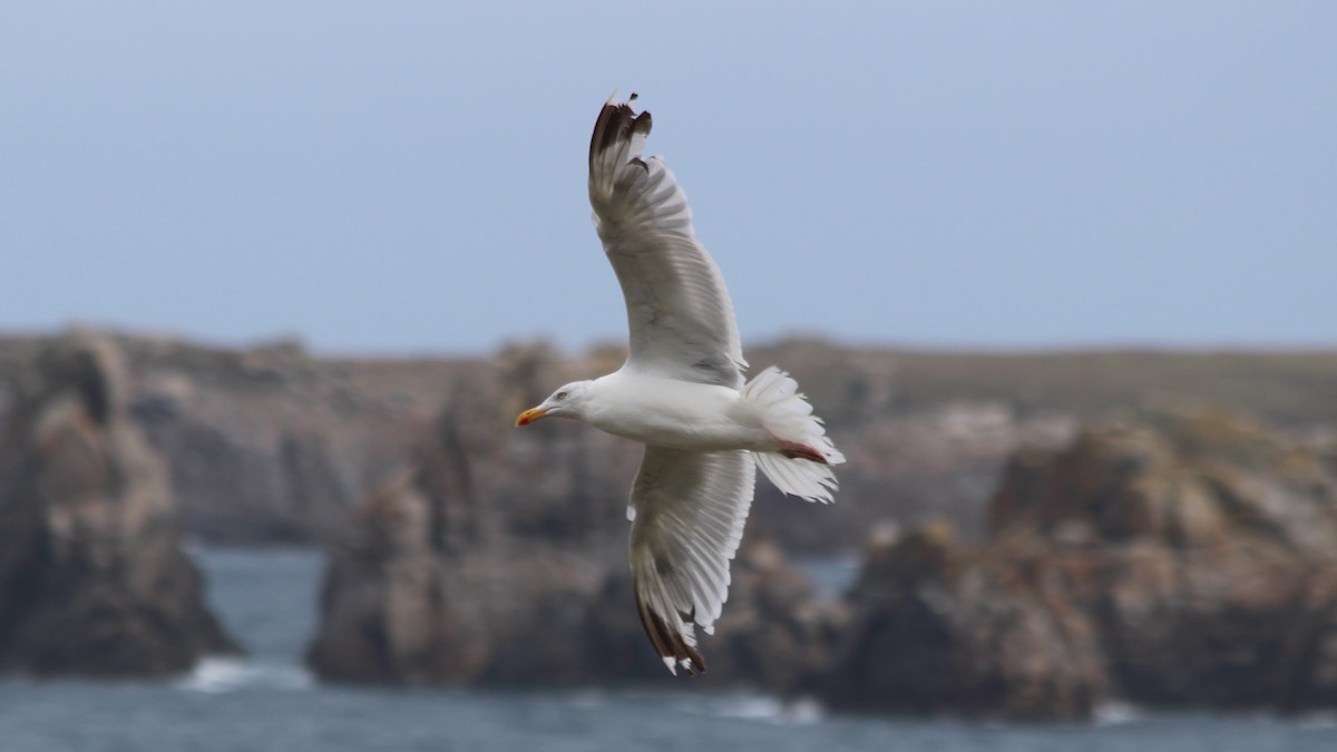 European Herring Gull - ML608303729