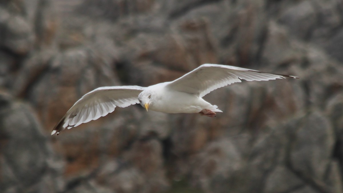 European Herring Gull - ML608303730