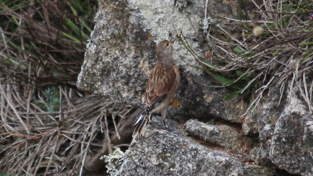 草地鷚 - ML608303746