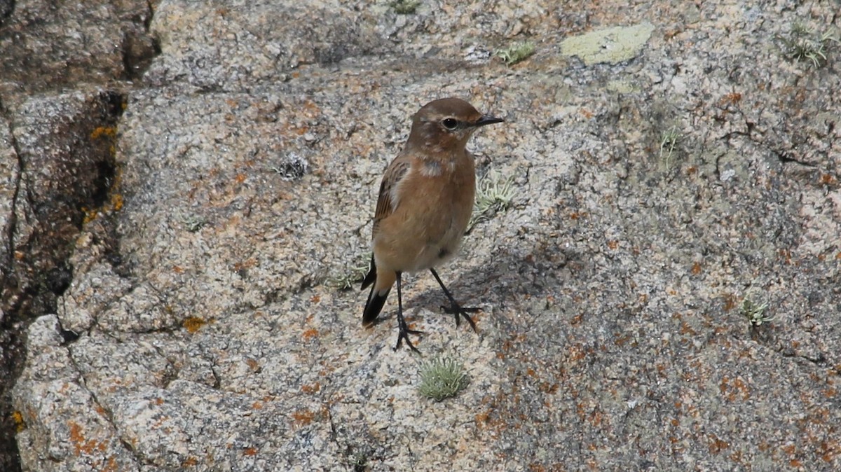 European Stonechat - ML608303750