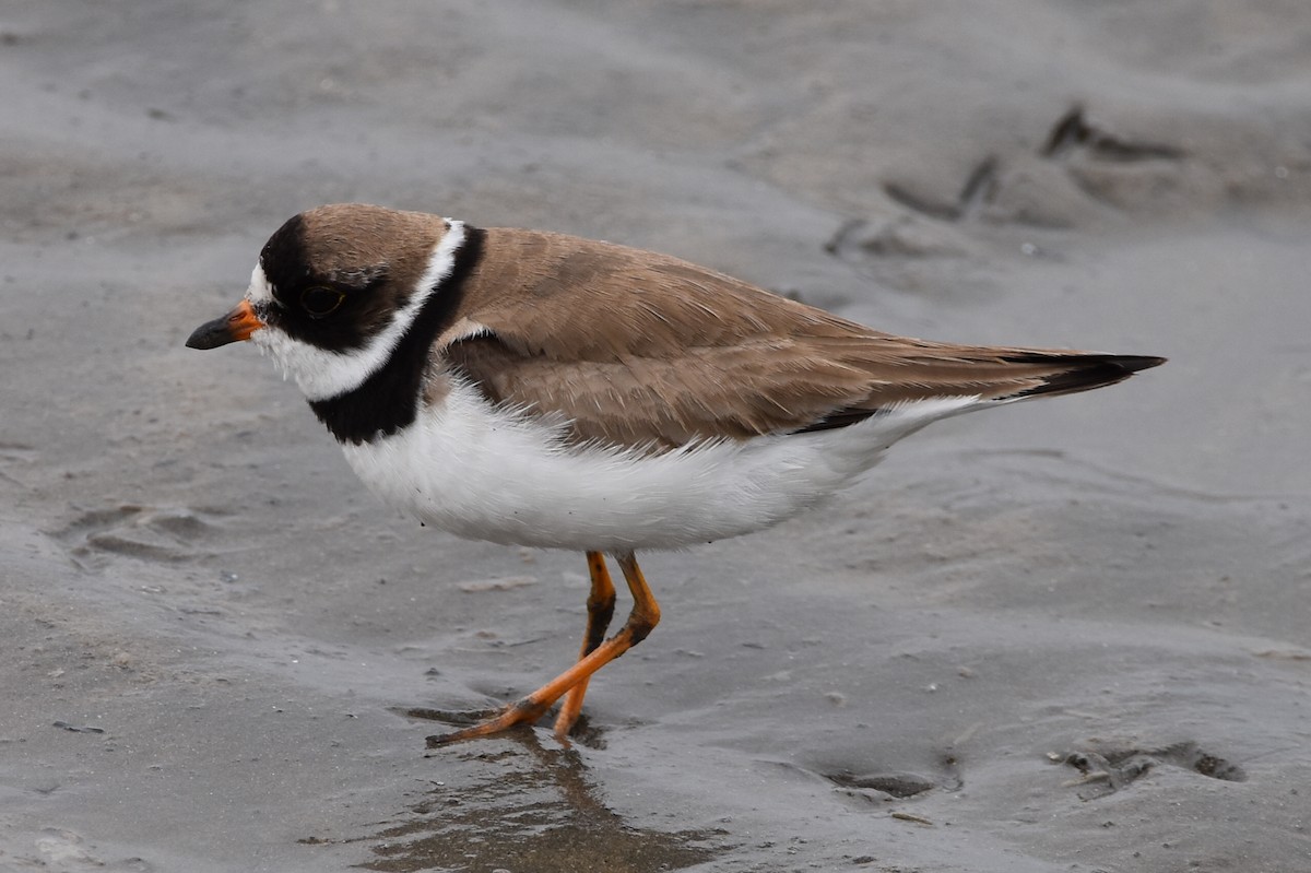 Semipalmated Plover - Alejandro Arana