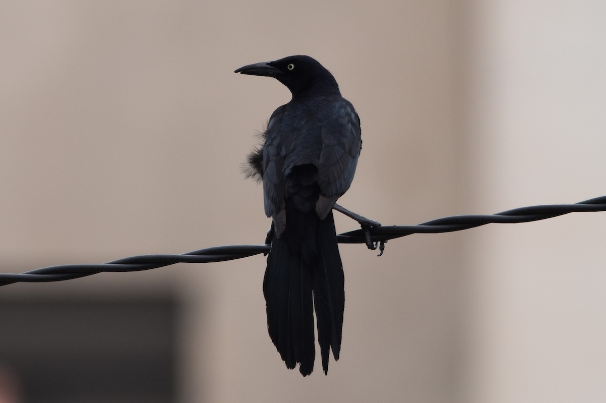 Great-tailed Grackle - ML608303806