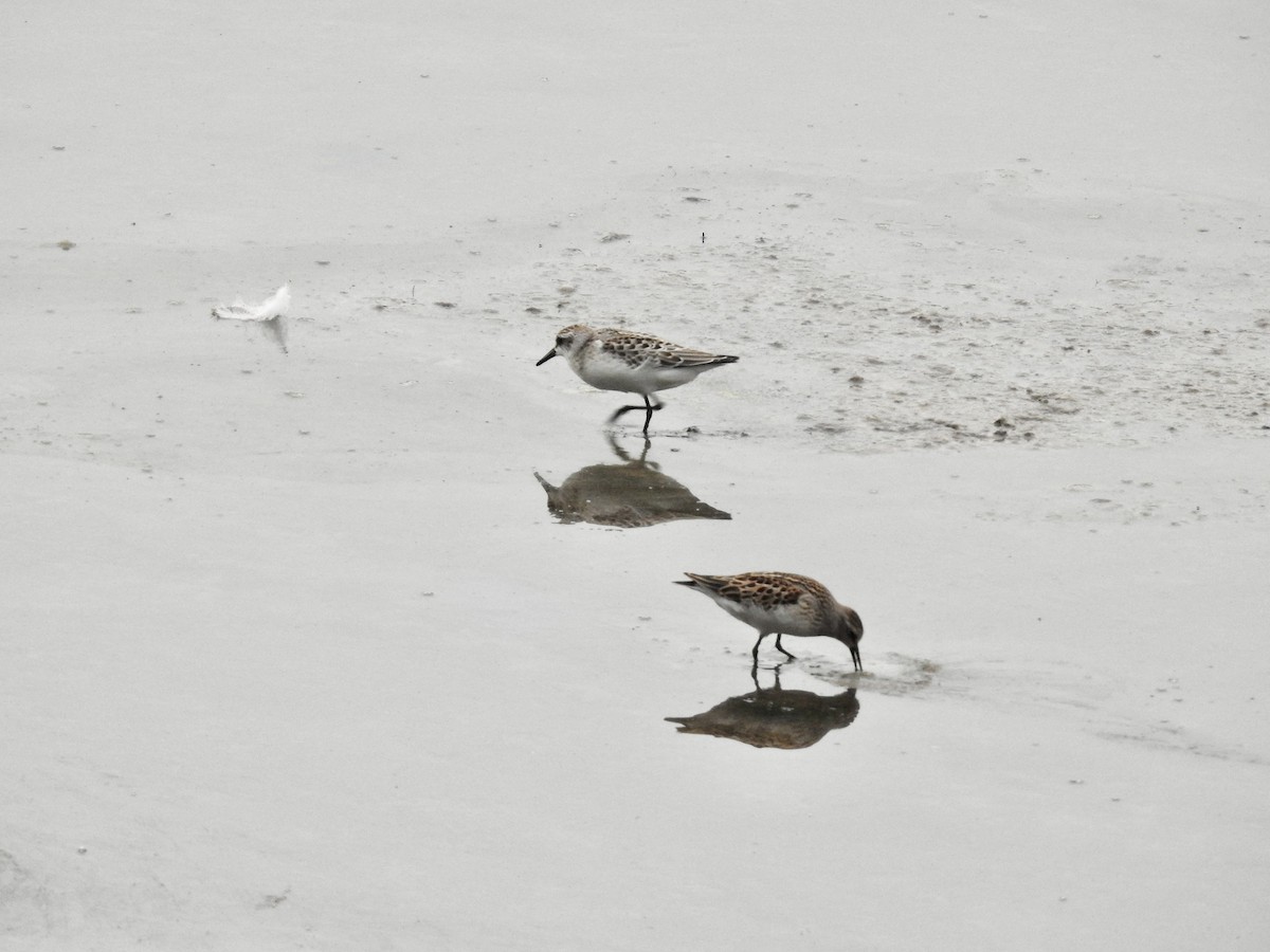 Semipalmated Sandpiper - ML608303943