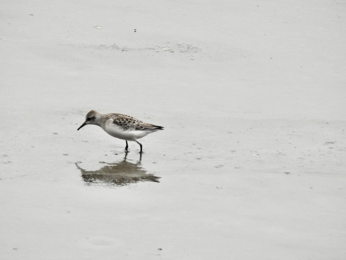 Semipalmated Sandpiper - Kurt Schwarz