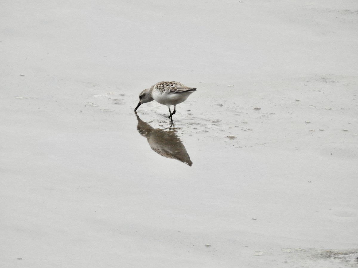 Semipalmated Sandpiper - ML608303949