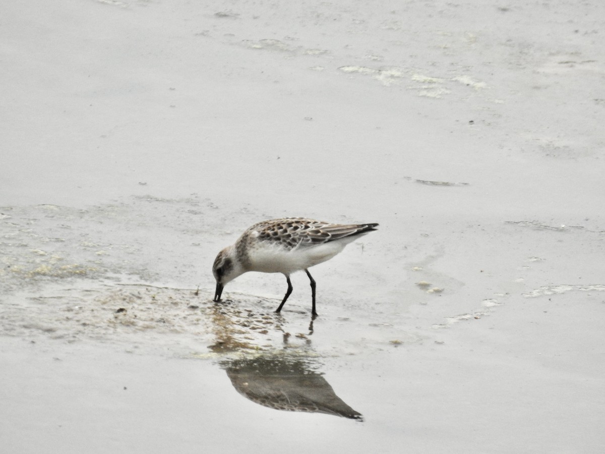 Semipalmated Sandpiper - ML608303950