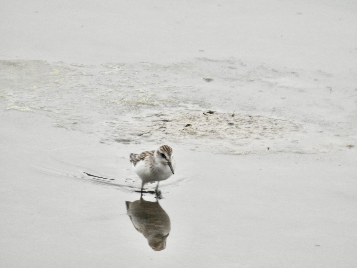 Semipalmated Sandpiper - ML608303956