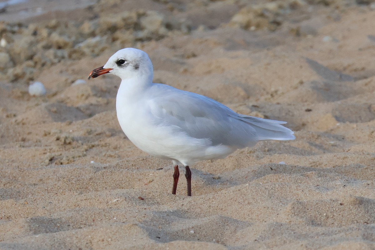 Mediterranean Gull - Eric Cameron