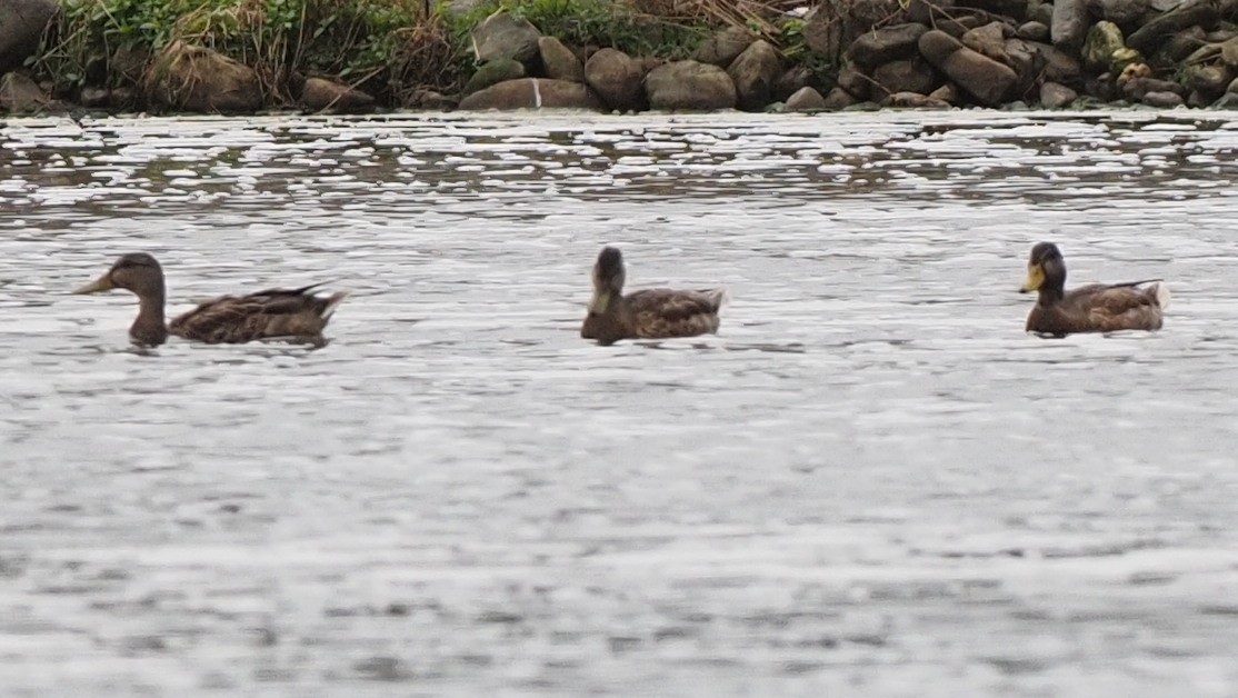 Blue-winged Teal - ML608304046