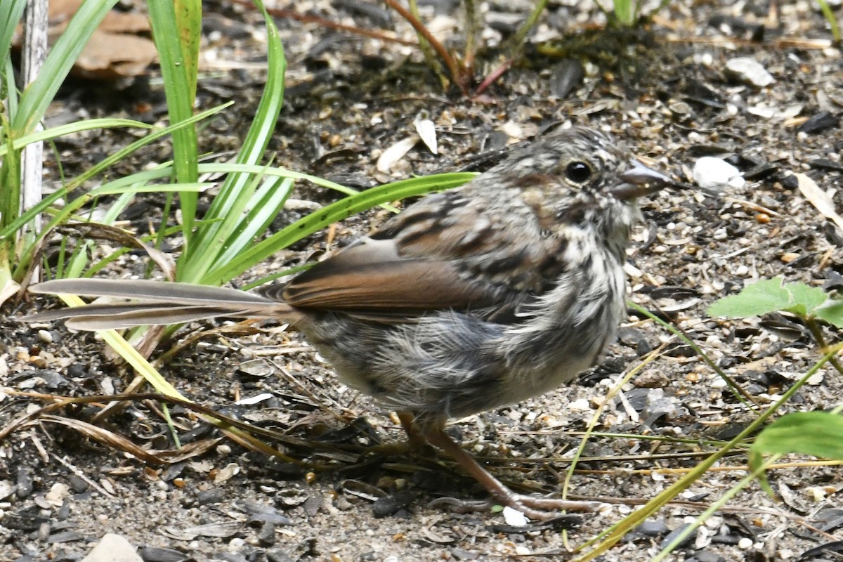 Song Sparrow - Michael Hatton