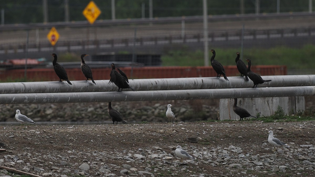 Double-crested Cormorant - ML608304124