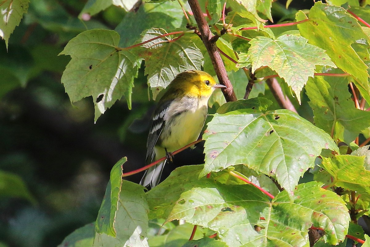 Grünmantel-Waldsänger - ML608304137