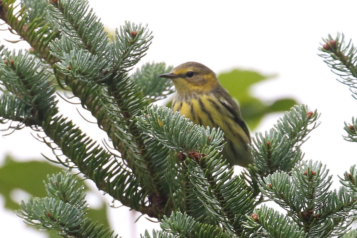 Cape May Warbler - ML608304164
