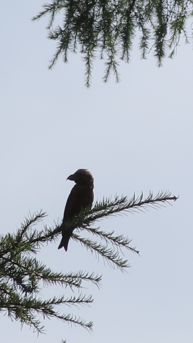 Red Crossbill - ML608304227