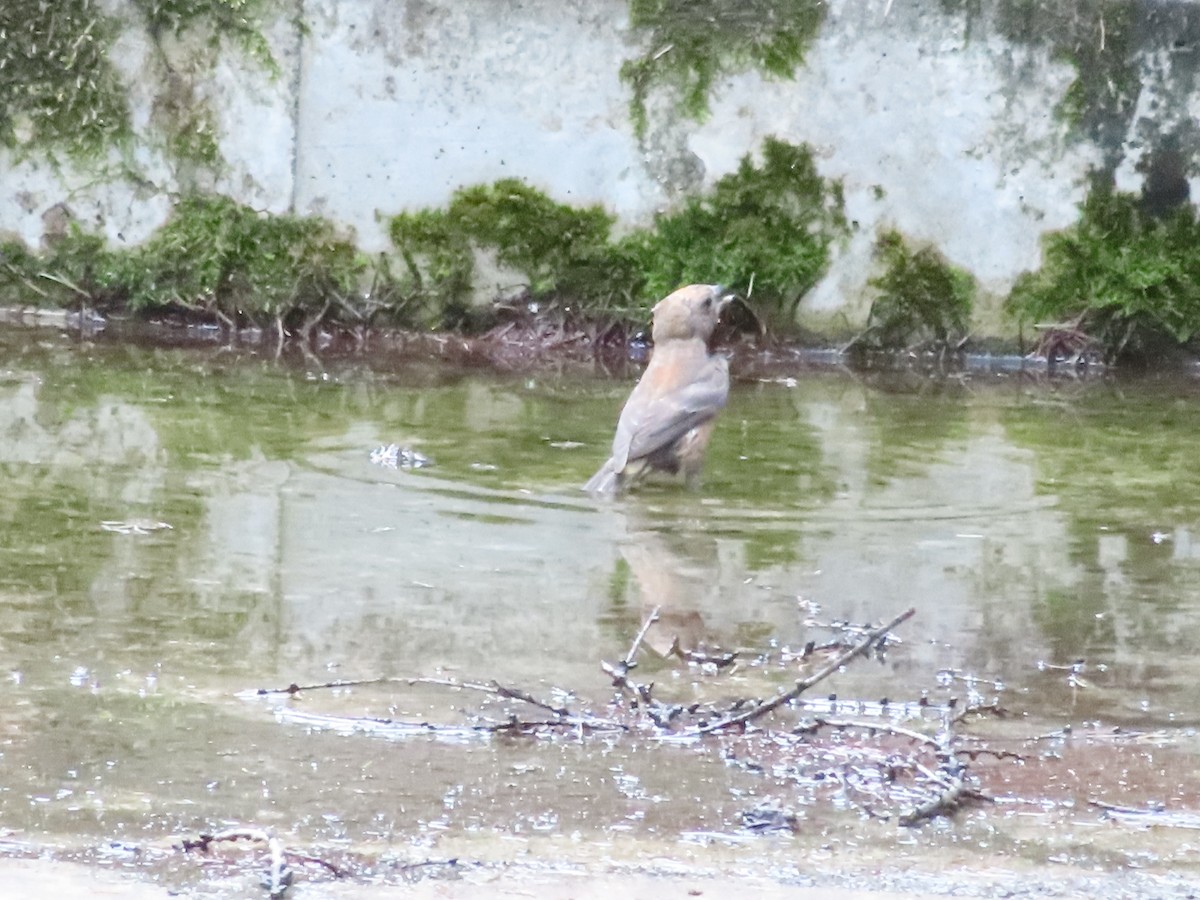 Red Crossbill - ML608304228