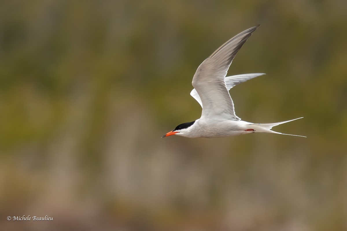 Common Tern - Michèle Beaulieu