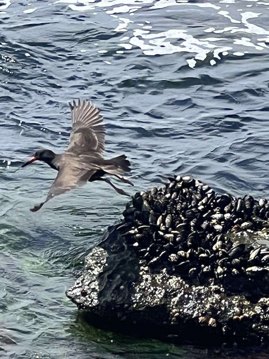 Black Oystercatcher - ML608304325