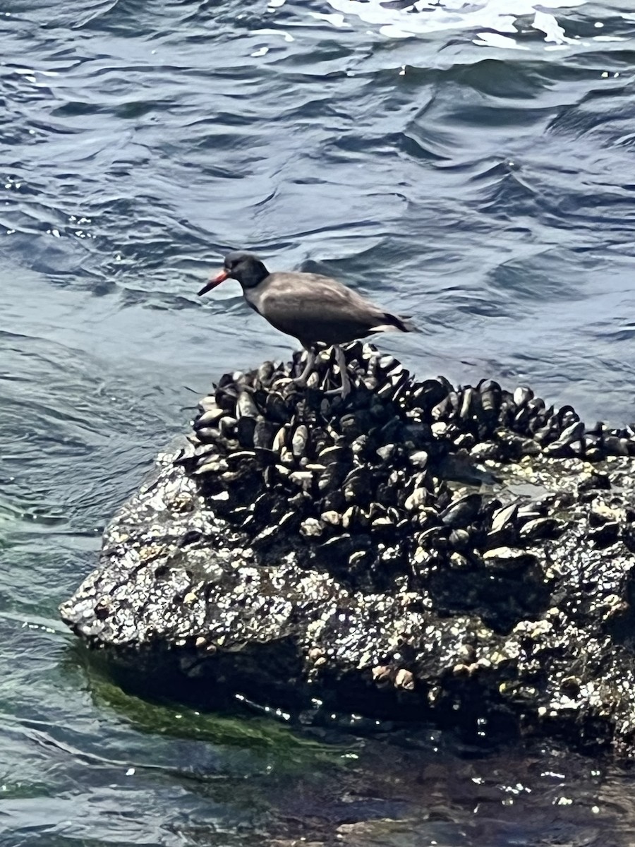 Black Oystercatcher - ML608304327