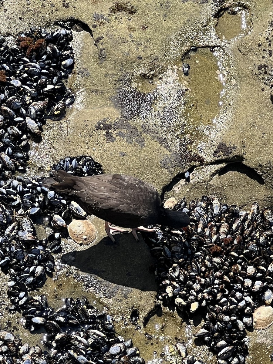 Black Oystercatcher - ML608304329