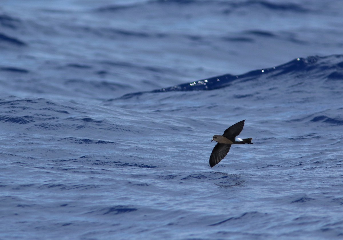 Wilson's Storm-Petrel - ML608304439