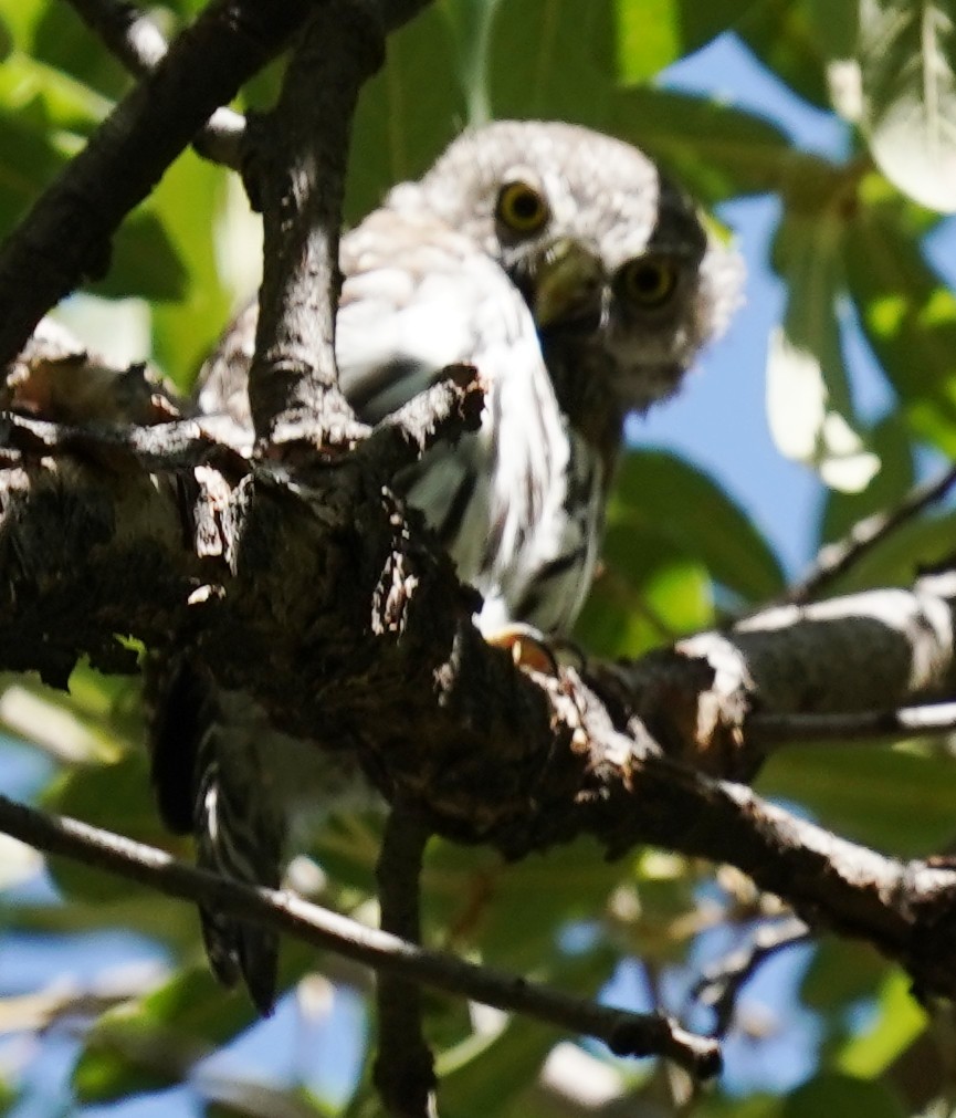 Northern Pygmy-Owl - ML608304538