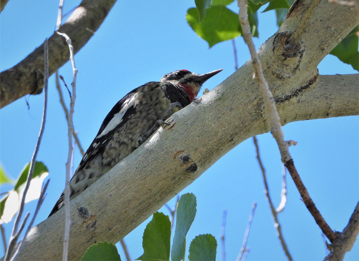 Red-naped Sapsucker - ML608304567