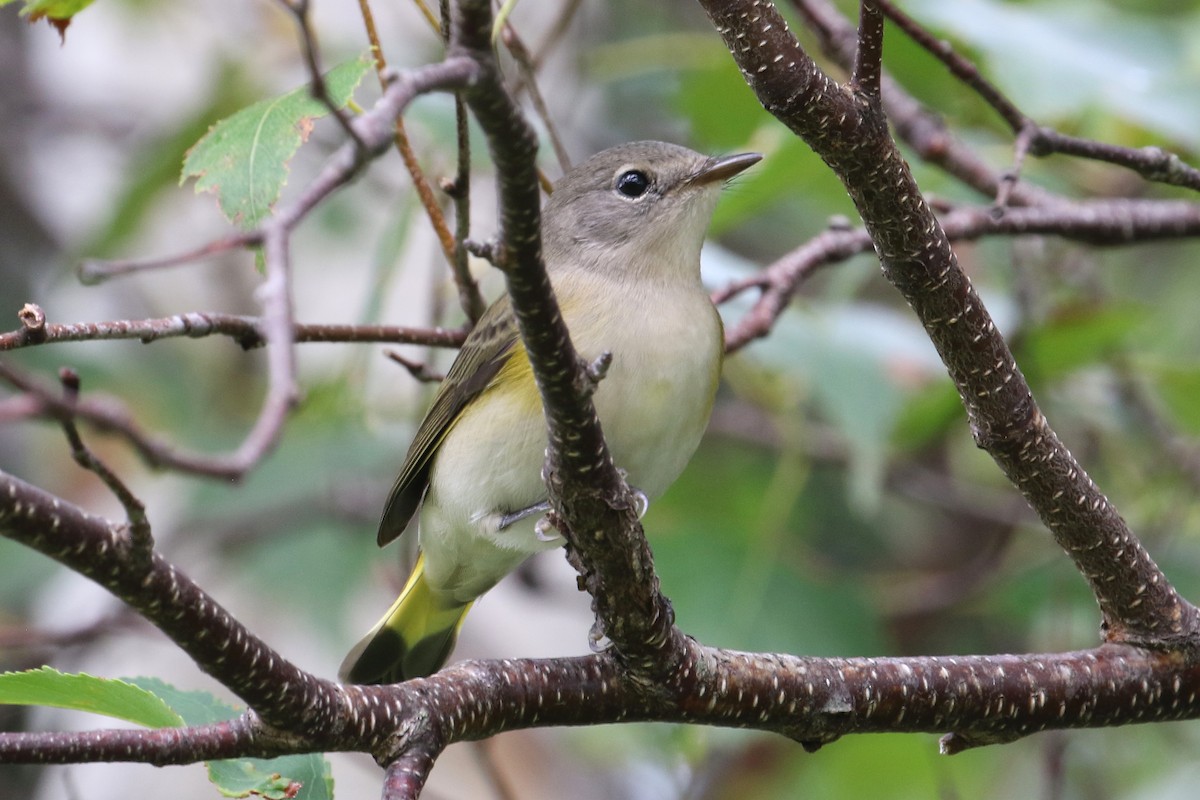 American Redstart - ML608304632