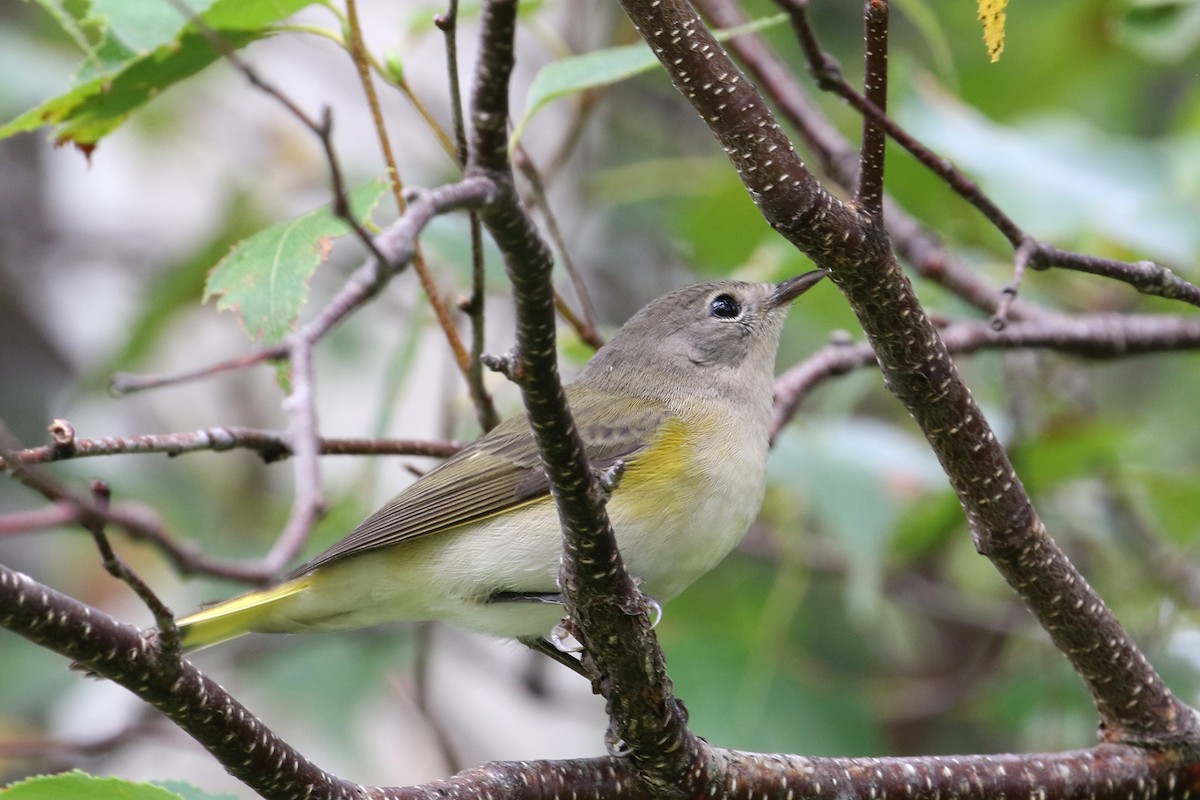 American Redstart - ML608304633