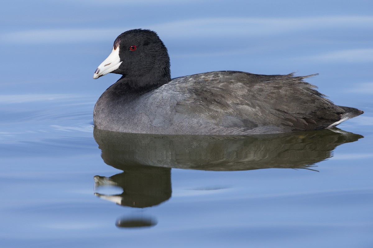 American Coot (Red-shielded) - ML608304692