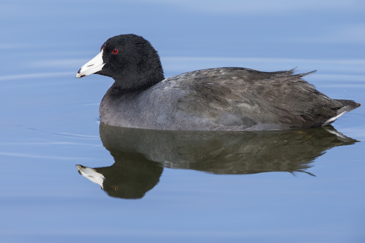 American Coot (Red-shielded) - ML608304693