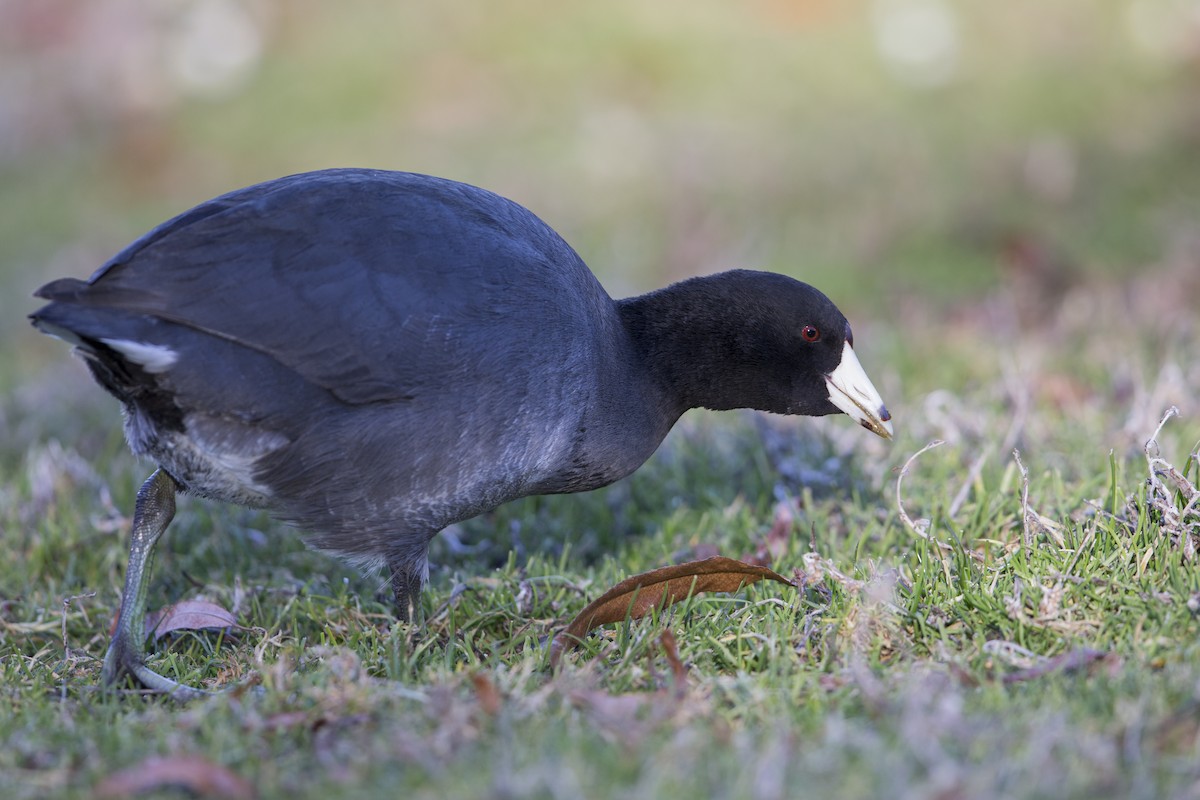 American Coot (Red-shielded) - ML608304694