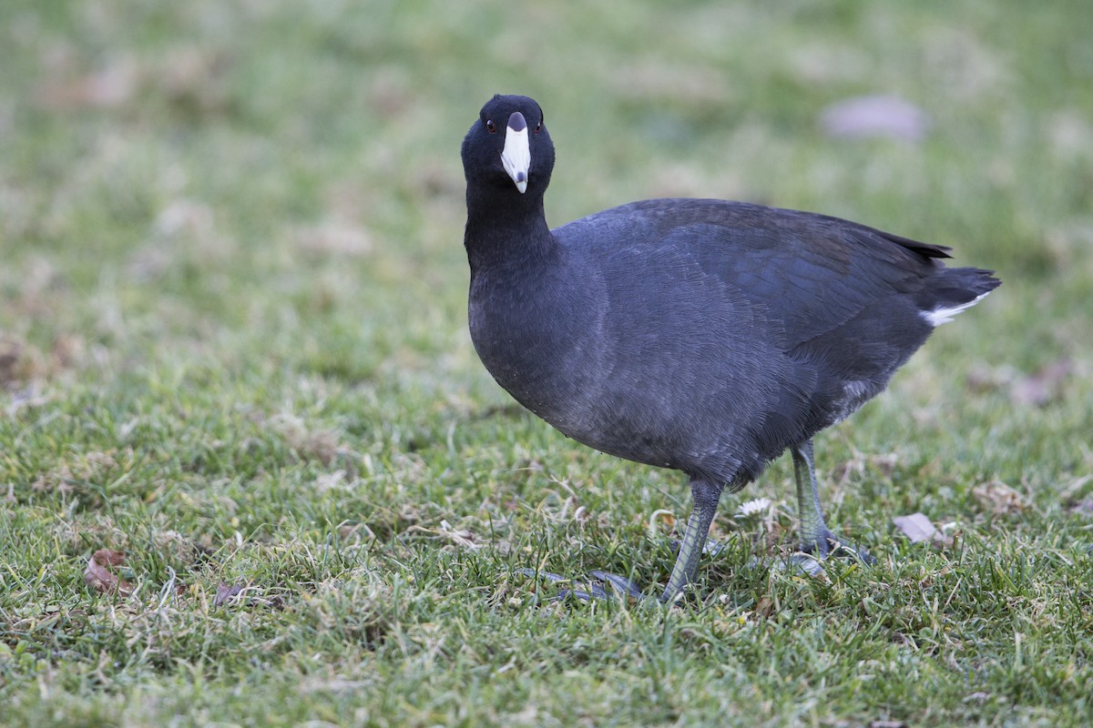 American Coot (Red-shielded) - ML608304695