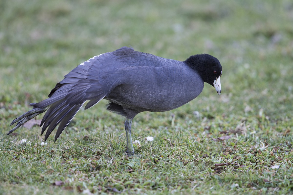 American Coot (Red-shielded) - ML608304696