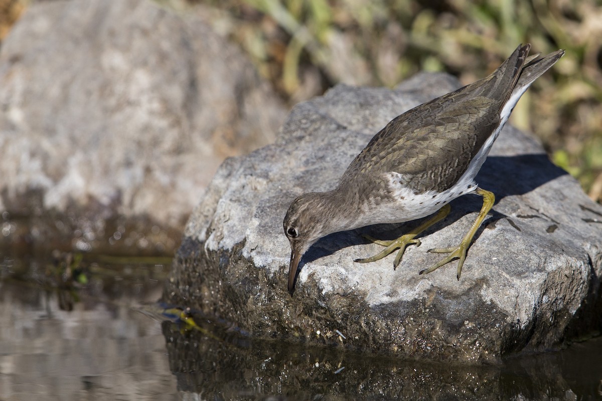 Spotted Sandpiper - Michael Stubblefield