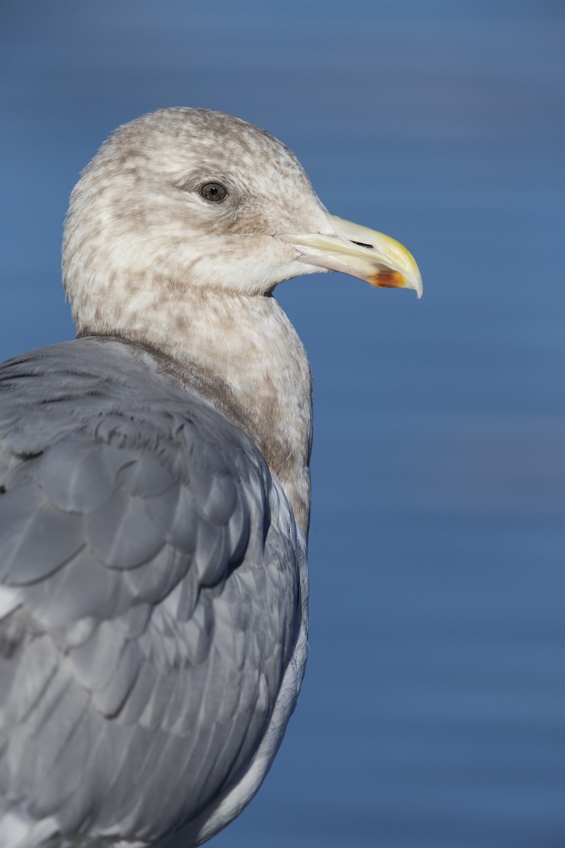 Glaucous-winged Gull - ML608304771