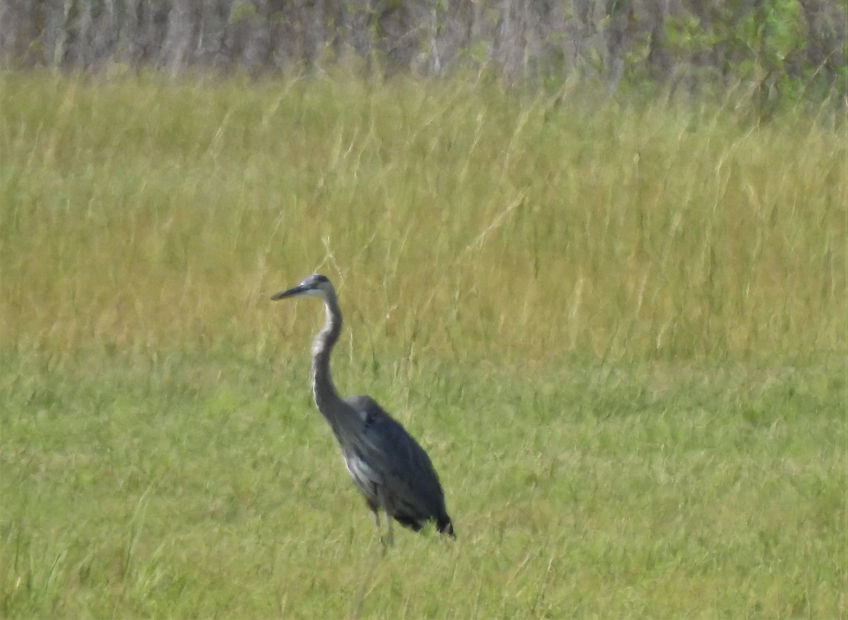 Great Blue Heron - ML608304845