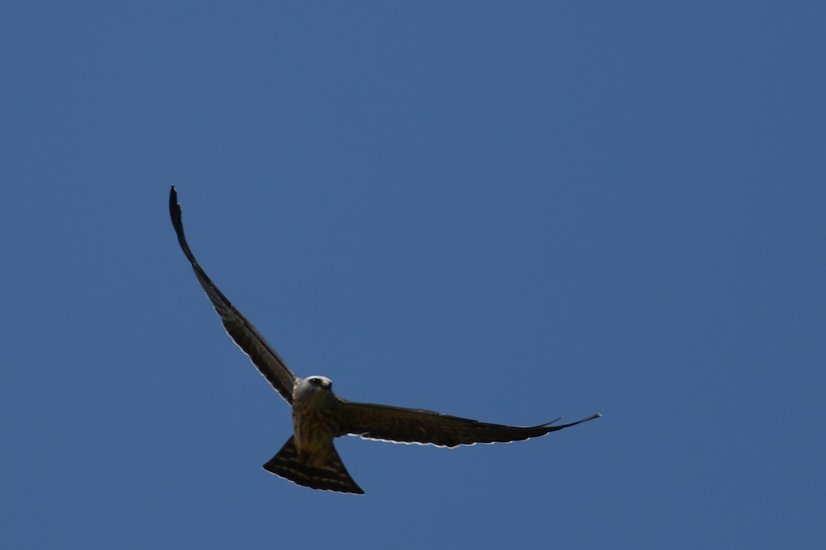 Mississippi Kite - ML608304846