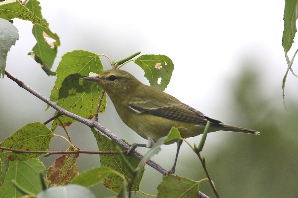 Tennessee Warbler - ML608304857