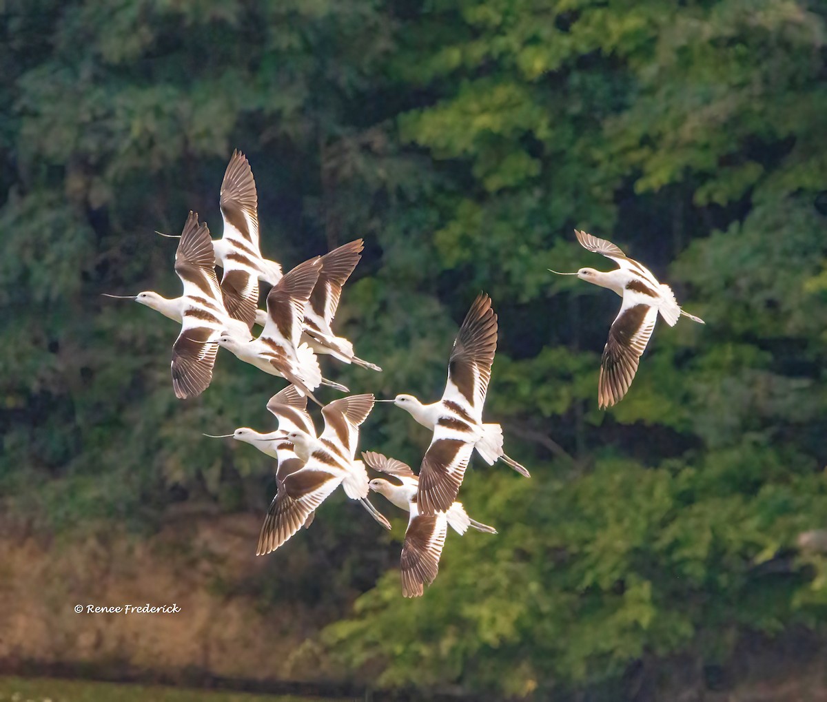 Avoceta Americana - ML608304862