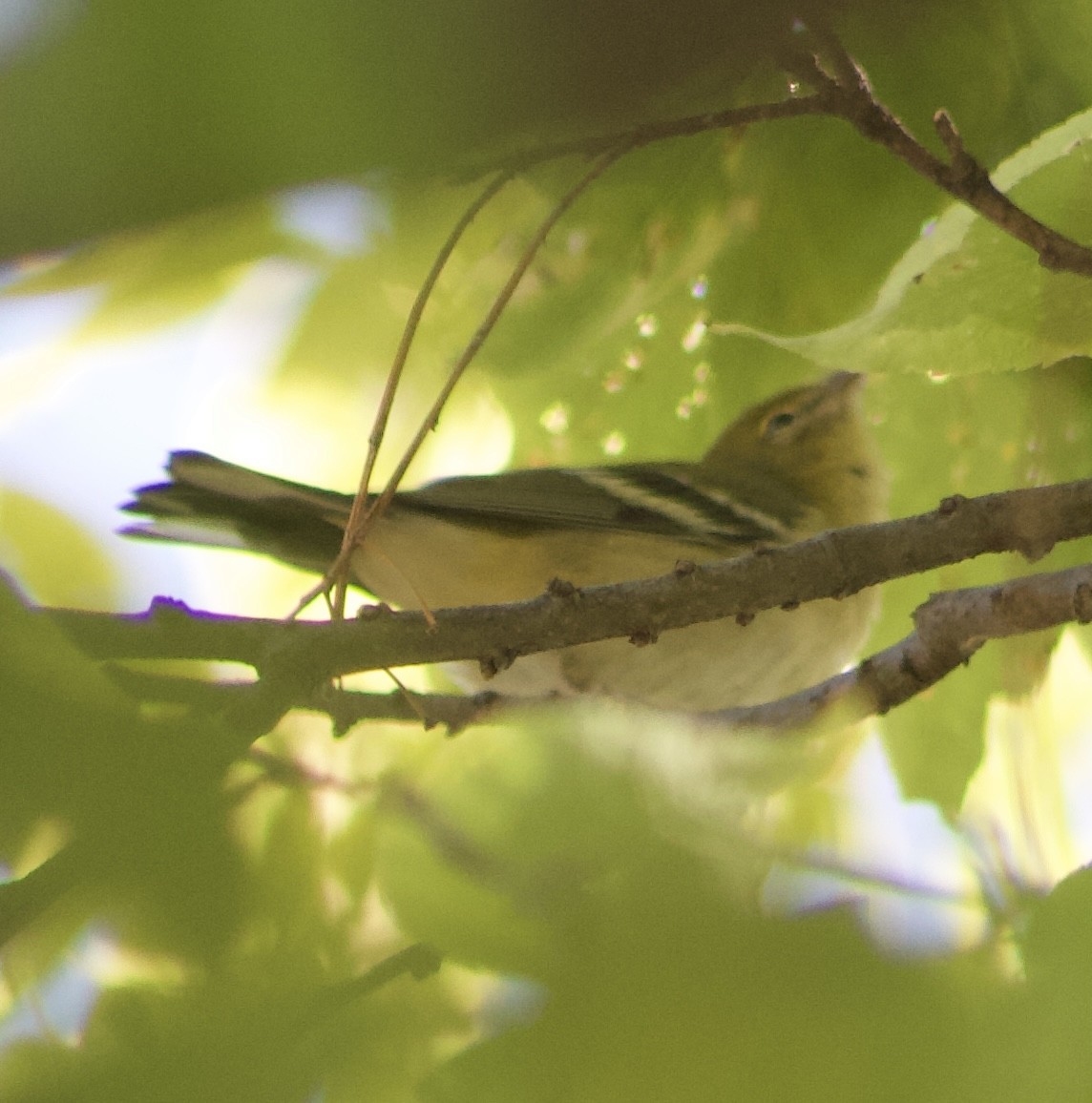 Bay-breasted Warbler - ML608305032